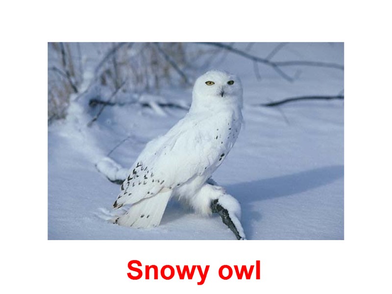 Snowy owl